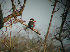 Halcyon chelicuti chelicuti