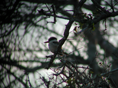 Halcyon chelicuti chelicuti