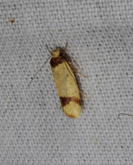 Brachynemata cingulata