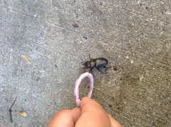 Lucanus placidus