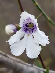Prostanthera saxicola