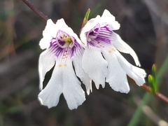 Prostanthera saxicola