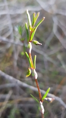 Prostanthera saxicola