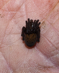 Megadictyna thilenii