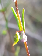 Prostanthera saxicola