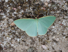 Chlorocoma assimilis