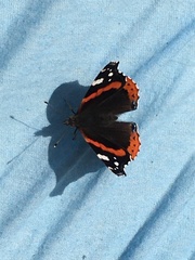 Vanessa atalanta