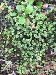 Marchantia emarginata