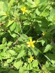 Ranunculus silerifolius