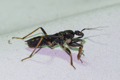 Ectomocoris atrox