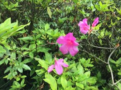 Rhododendron × pulchrum