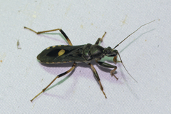Ectomocoris atrox