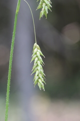 Carex castanea