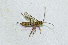 Theronia