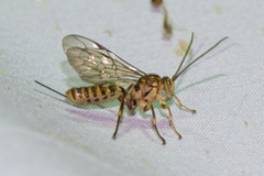 Theronia