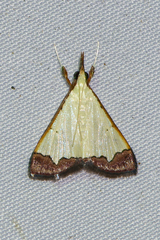 Autocharis hedyphaes