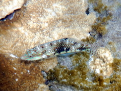 Halichoeres margaritaceus