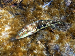 Halichoeres margaritaceus