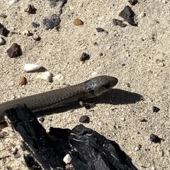 Cyclodomorphus michaeli