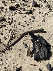 Cyclodomorphus michaeli