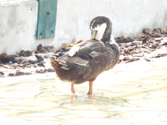 Anas platyrhynchos domesticus