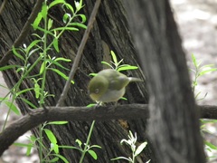 Zosterops lateralis chloronotus