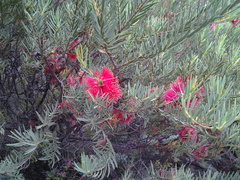 Melaleuca fulgens