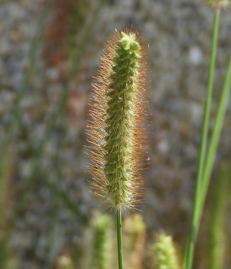 Setaria pumila — a medium houseplant, prefers full sun light