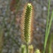 Setaria pumila - Photo (c) Elio Giacone, μερικά δικαιώματα διατηρούνται (CC BY-NC), uploaded by Elio Giacone