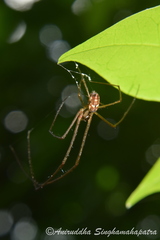 Tylorida