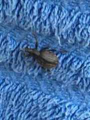 Otiorhynchus sulcatus