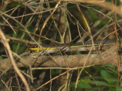 Psammophis orientalis