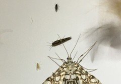 Agraylea multipunctata