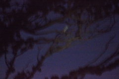 Tyto alba delicatula