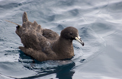 Procellaria parkinsoni