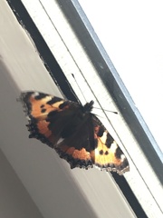 Aglais urticae