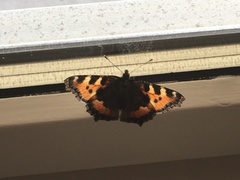 Aglais urticae