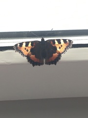 Aglais urticae