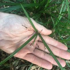 Cyperus tetraphyllus
