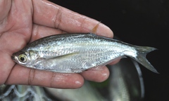 Glass Barb photo 3