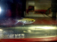Glass Barb photo 4