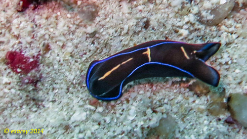 Gardiner's Headshield Slug — seen at this dive site