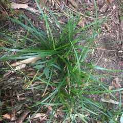 Cyperus tetraphyllus