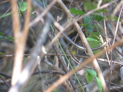 Psammophis orientalis