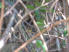 Psammophis orientalis