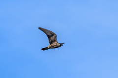 Falco peregrinus anatum