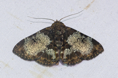 Diomea orbifera