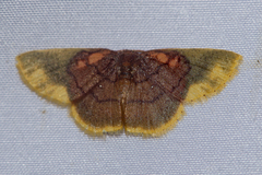Chrysocraspeda dysmothauma
