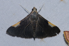 Peribona venosa