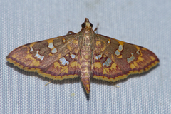 Ischnurges